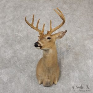 Whitetail Deer Shoulder Mount #18823 For Sale - The Taxidermy Store
