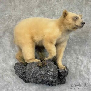 Kermode Spirit Bear Life Size Mount For Sale #31918 @ The Taxidermy Store