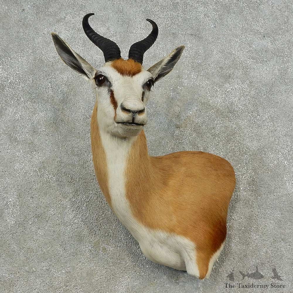 Whitetail Deer Shoulder Mount For Sale #16715 @ The Taxidermy Store