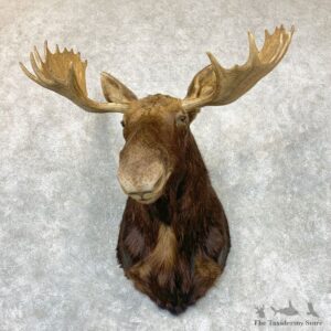 Maine Moose Shoulder Mount For Sale #22334 @ The Taxidermy Store