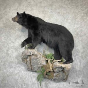 Black Bear Life-Size Mount For Sale #31593 @ The Taxidermy Store
