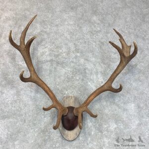 Red Deer Plaque Taxidermy Mount For Sale #22649 @ The Taxidermy Store