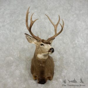 Mule Deer Shoulder Mount For Sale #17336 @ The Taxidermy Store