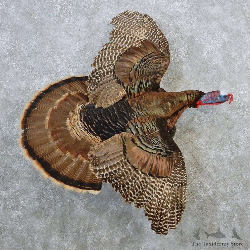 Eastern Wild Turkey Life Size Taxidermy Mount #12637 For Sale @ The Taxidermy Store