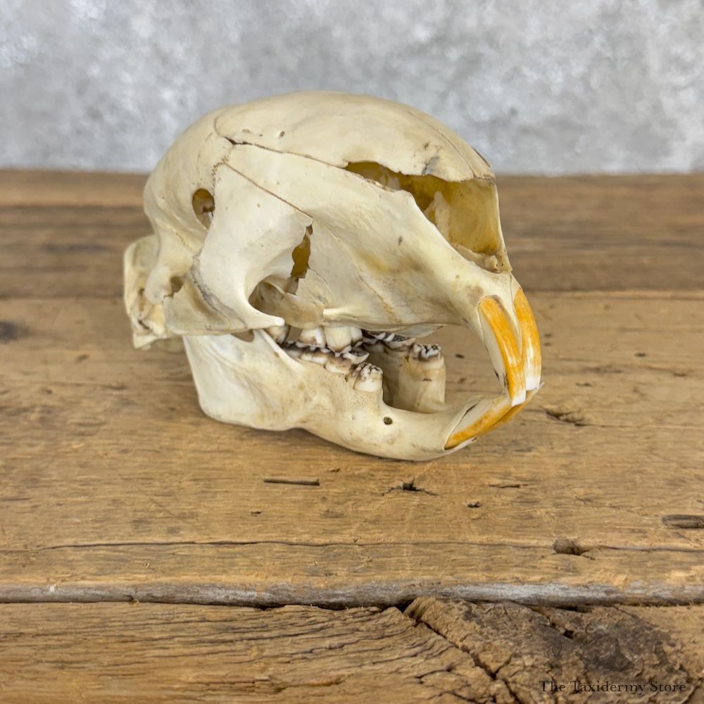 African Crested Porcupine Full Skull For Sale #29982 @ The Taxidermy Store