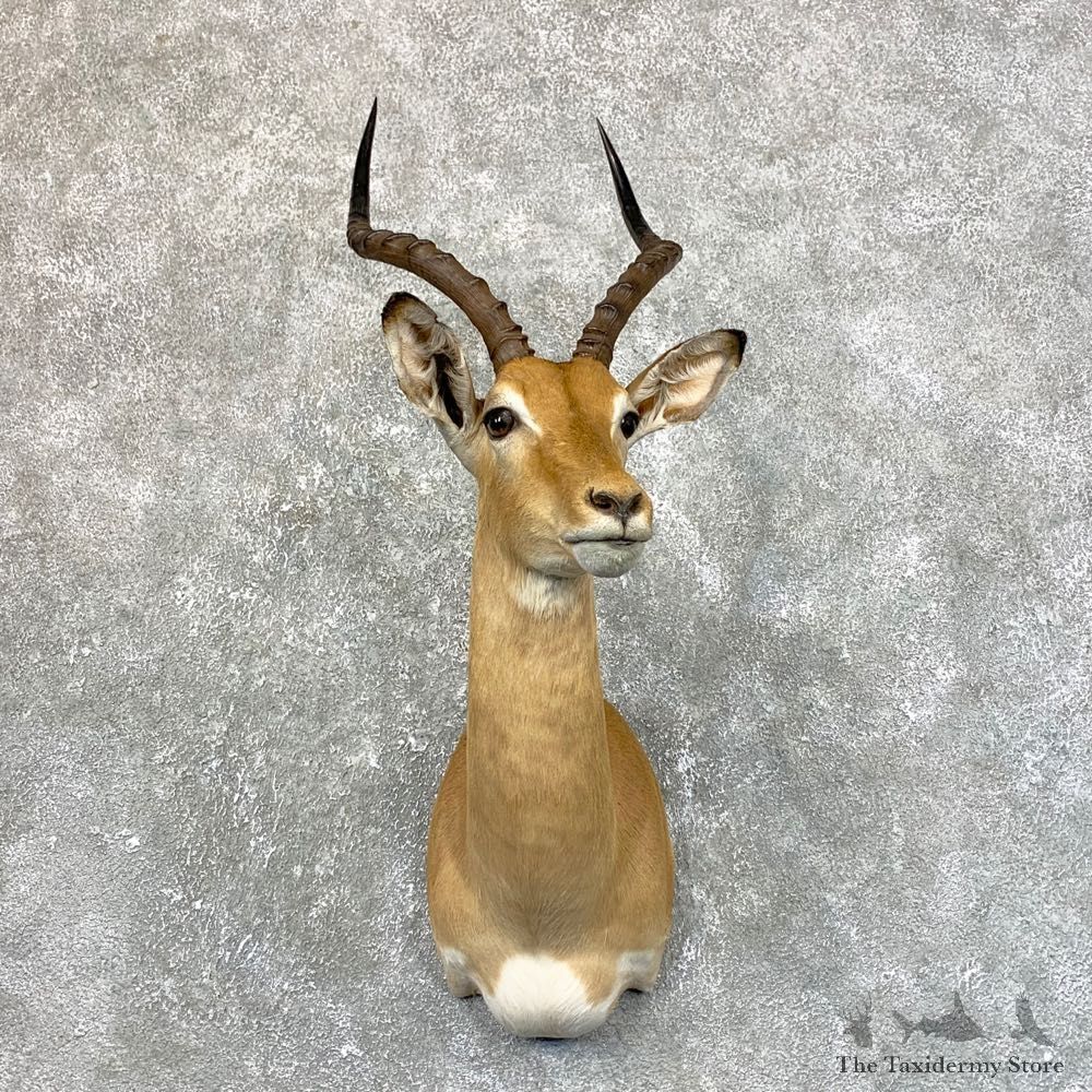 South African Impala Shoulder Mount For Sale #23879 @ The Taxidermy Store
