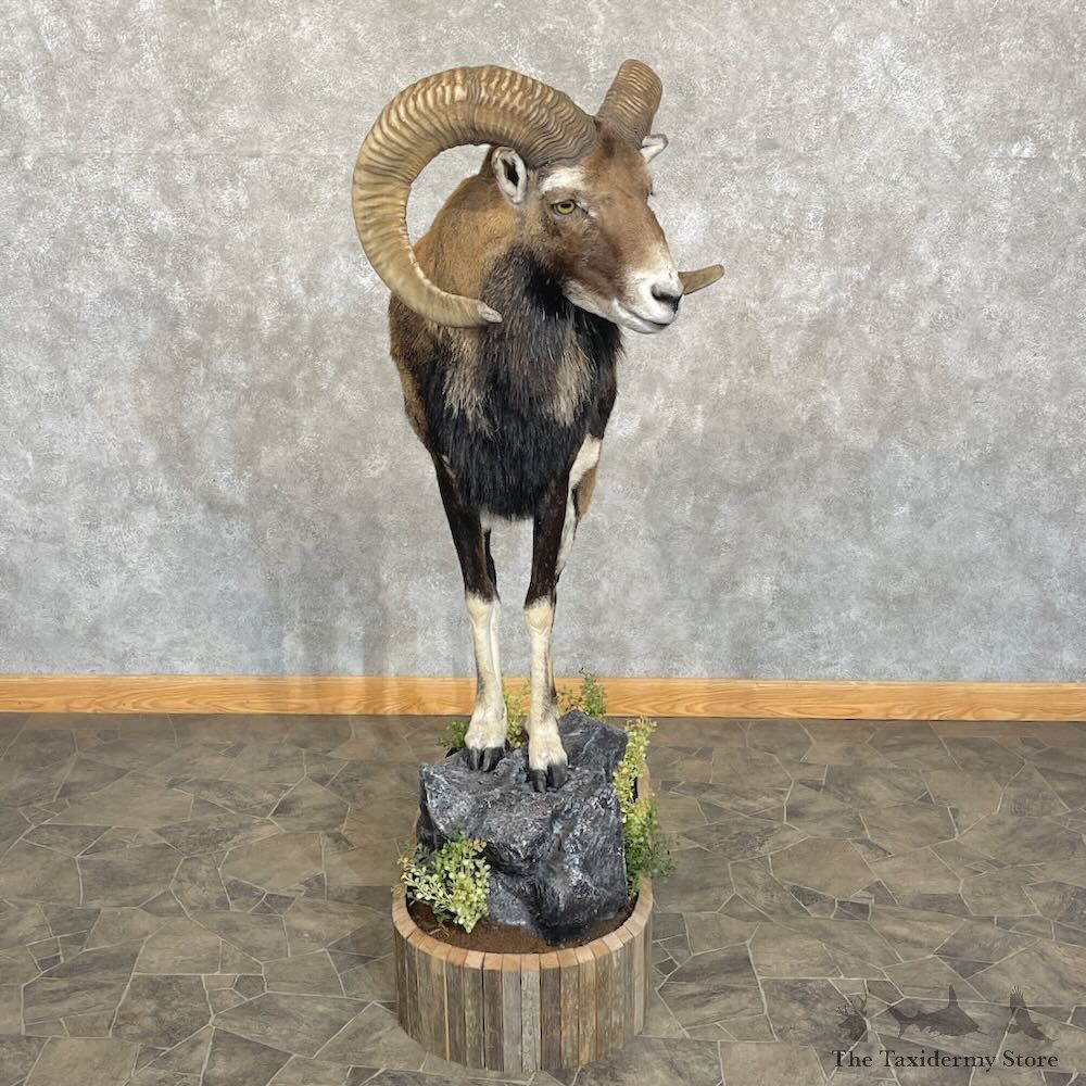 Iberian Mouflon Ram Life-Size Mount For Sale #27734 @ The Taxidermy Store