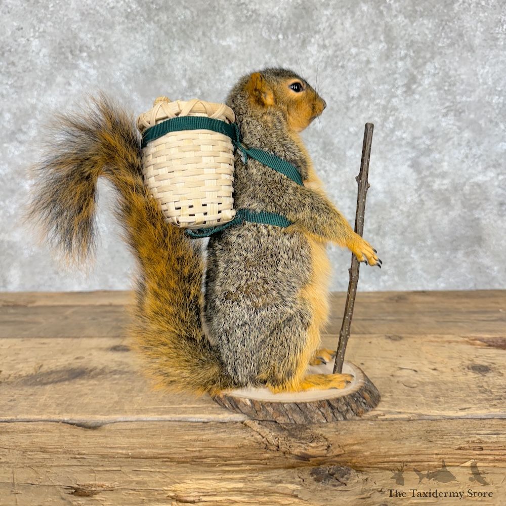 Hiking Fox Squirrel Novelty Mount For Sale #29267 @ The Taxidermy Store