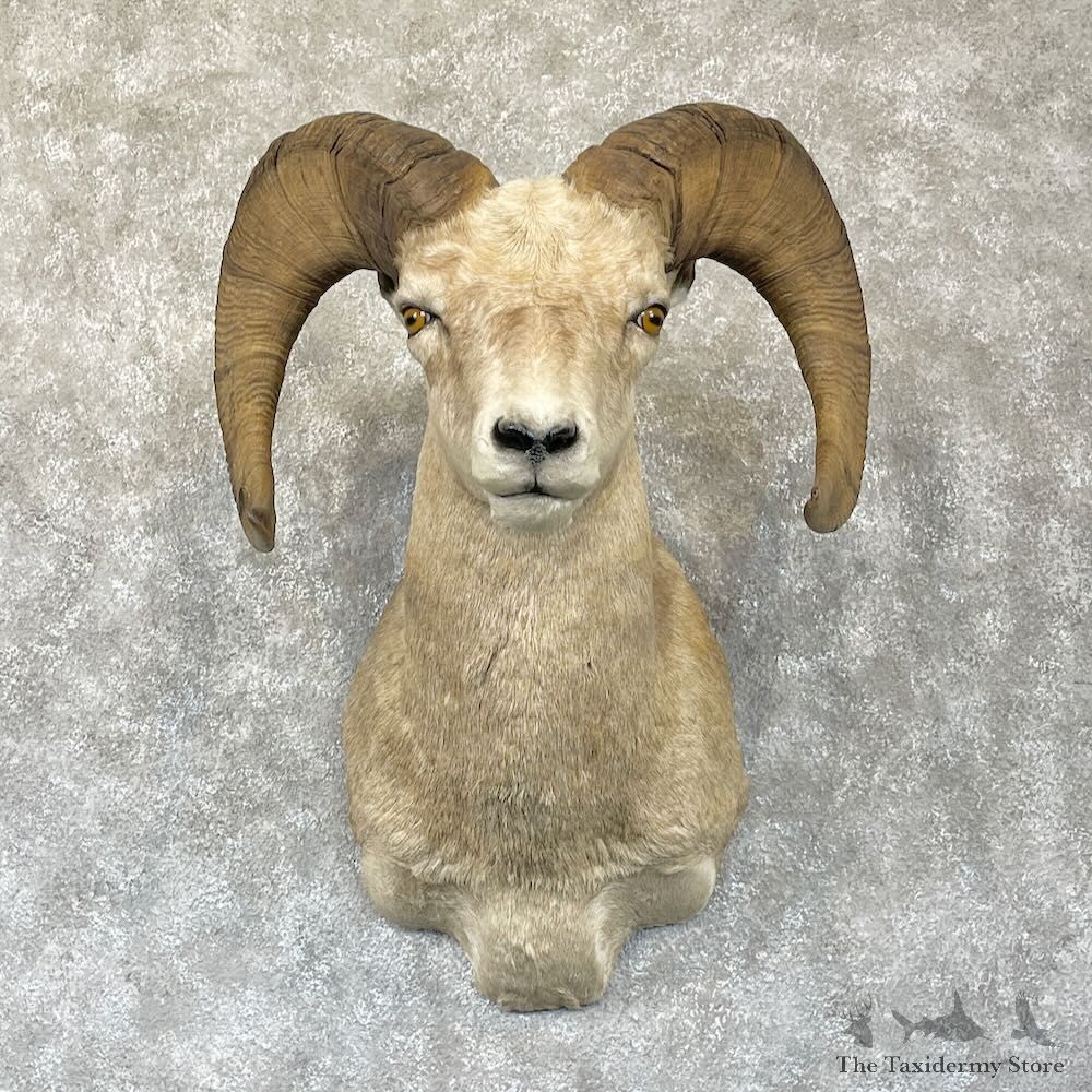 Desert Bighorn Sheep Shoulder Mount For Sale #28276 @ The Taxidermy Store