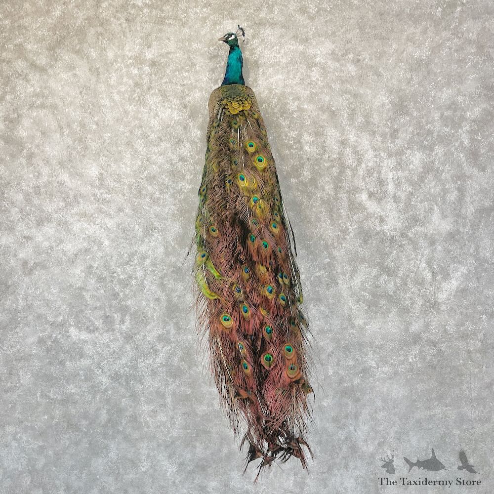 Blue Indian Peacock Bird Mount For Sale #28752 @ The Taxidermy Store