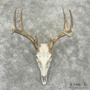 Whitetail Deer Skull European Mount For Sale #32155 @ The Taxidermy Store