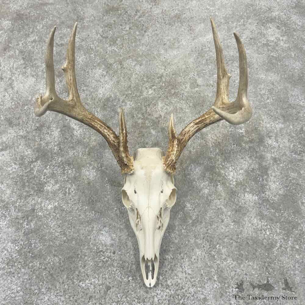 Whitetail Deer Skull European Mount For Sale #32155 @ The Taxidermy Store