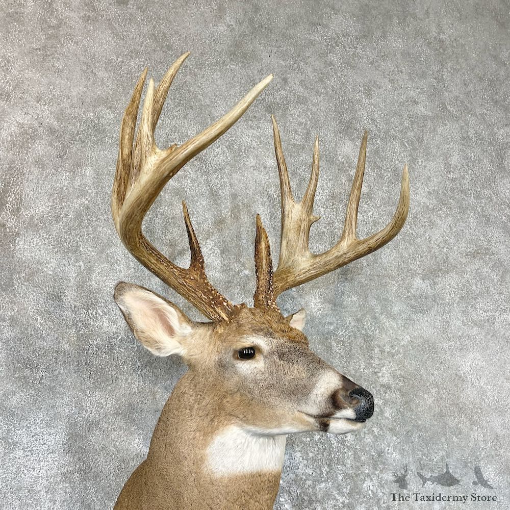Whitetail Deer Shoulder Taxidermy Mount For Sale #26590 @ The Taxidermy Store