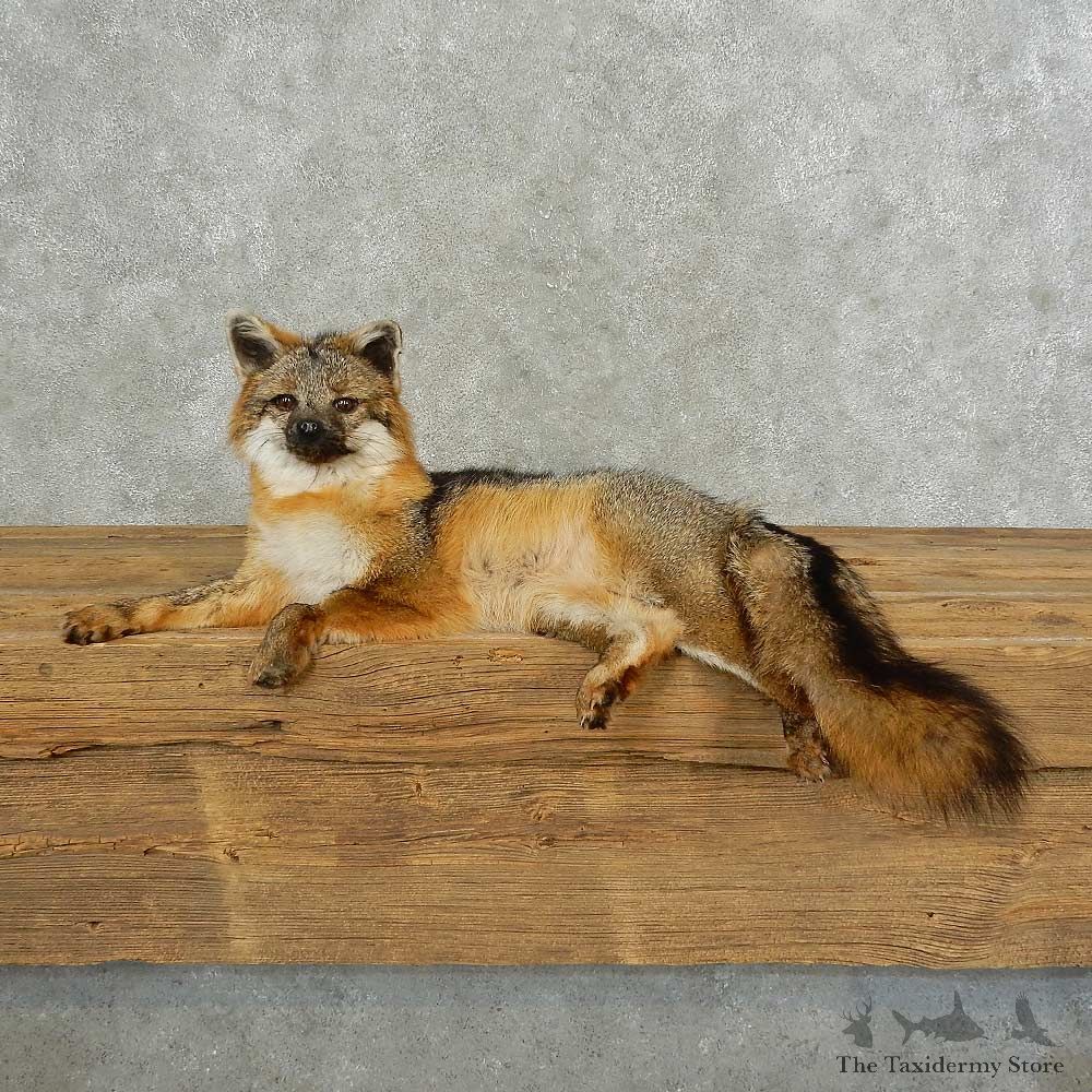 Gray Fox Life-Size Mount For Sale #16833 @ The Taxidermy Store