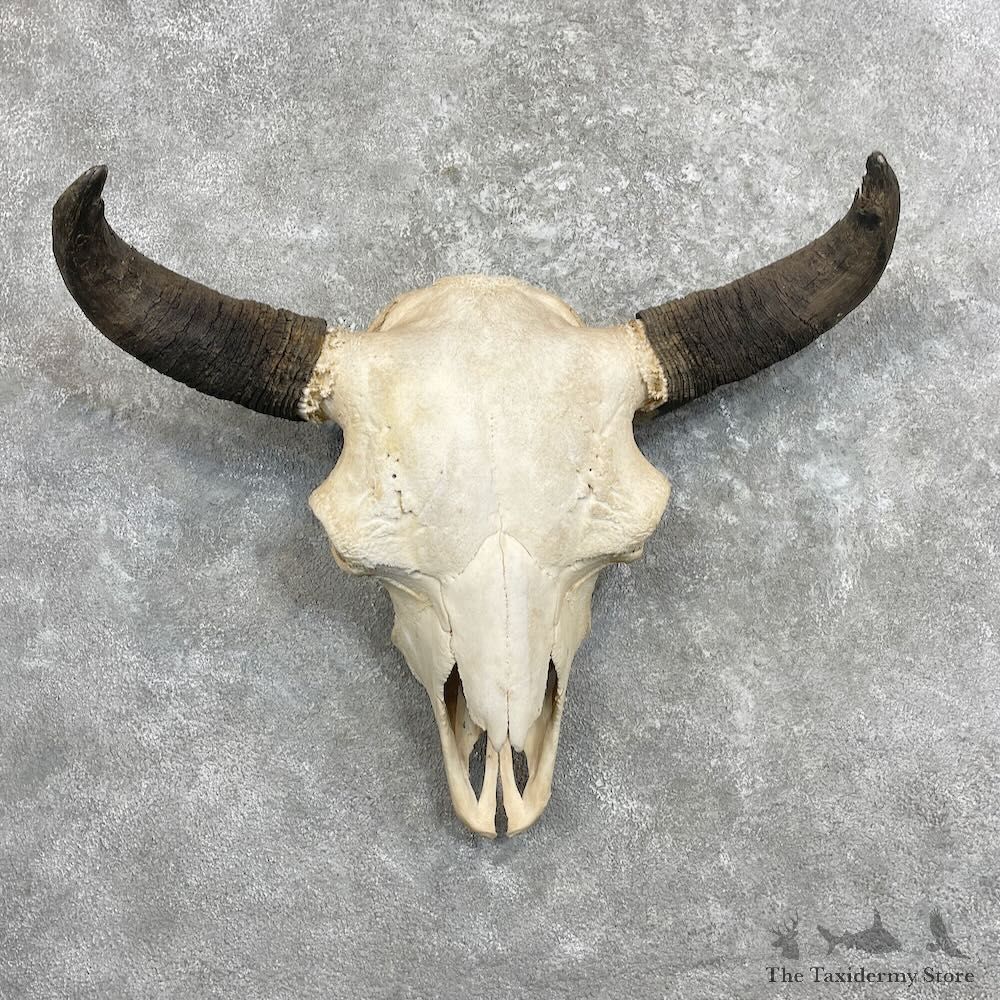 Buffalo Bison Skull Mount For Sale #27348 @ The Taxidermy Store