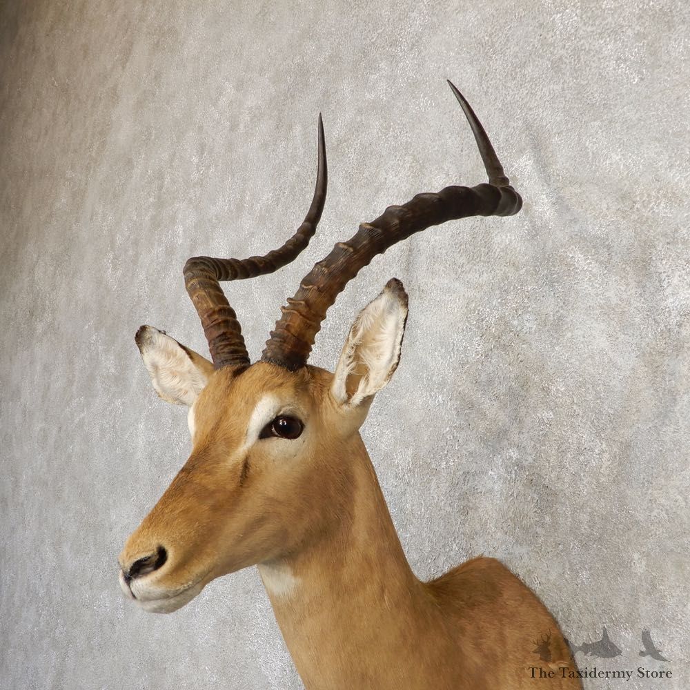 South African Impala Shoulder Mount For Sale #20294 @ The Taxidermy Store