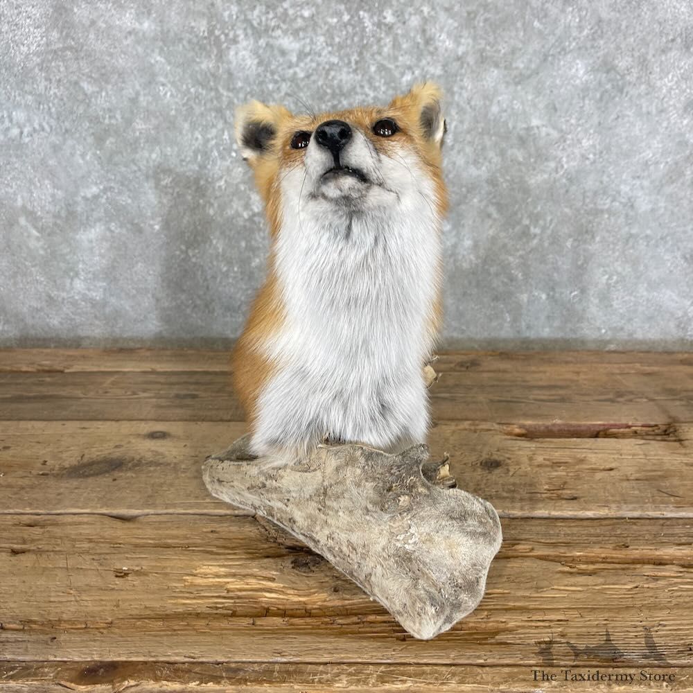 Red Fox Pedestal Mount For Sale #27372 @ The Taxidermy Store