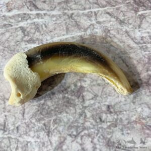 Grizzly Bear Claw For Sale #21882 @ The Taxidermy Store