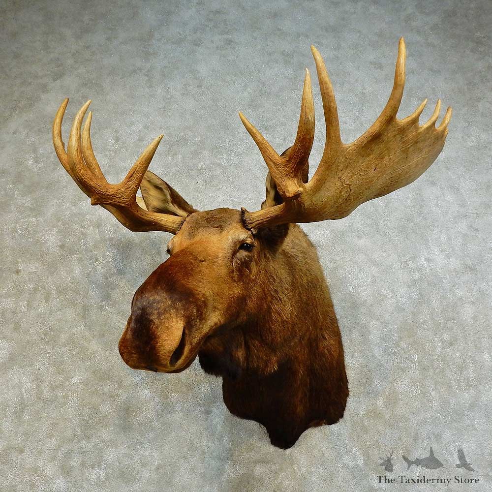 Western Canada Moose Shoulder Mount For Sale #16277 @ The Taxidermy Store