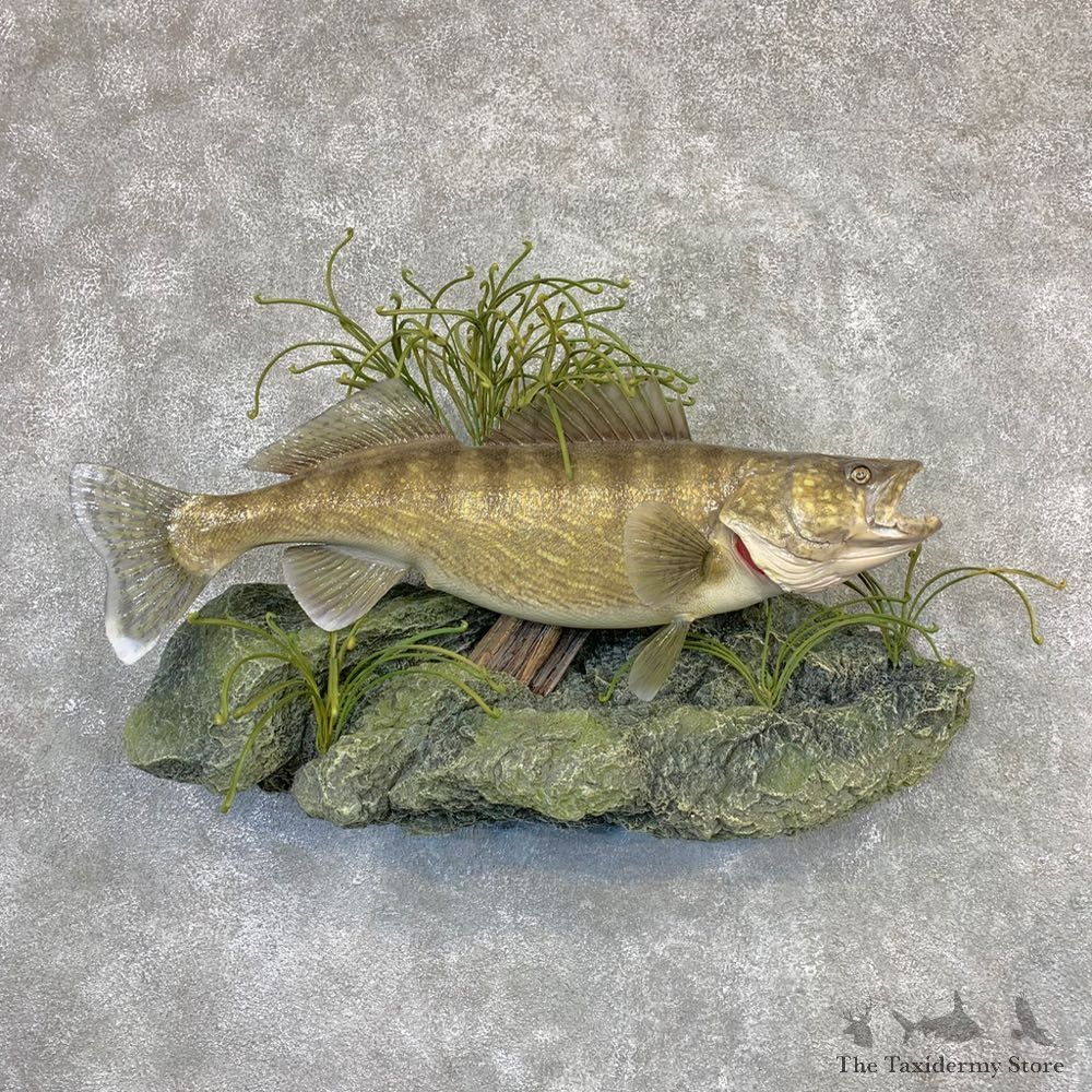 Walleye Taxidermy Mount For Sale #21621 @ The Taxidermy Store