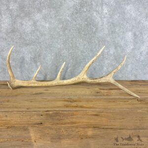 Elk Antler Shed For Sale #21522 @ The Taxidermy Store