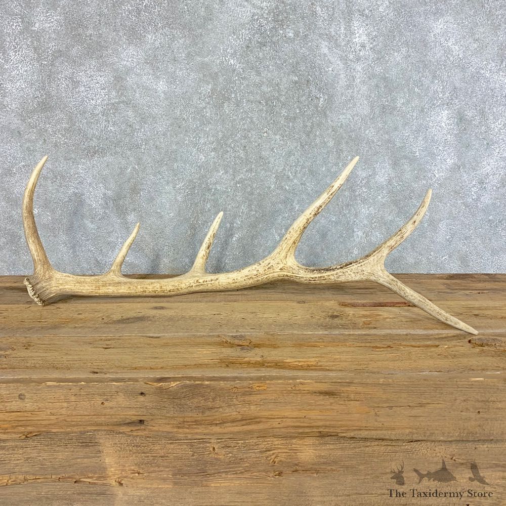 Elk Antler Shed For Sale #21522 @ The Taxidermy Store