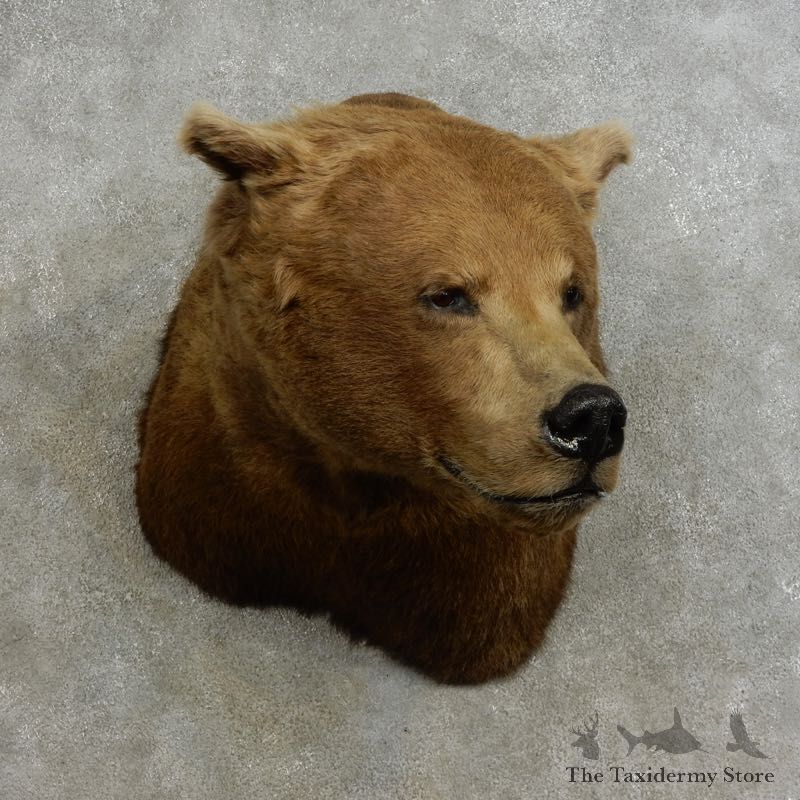 Brown Bear Shoulder Mount For Sale #17241 @ The Taxidermy Store