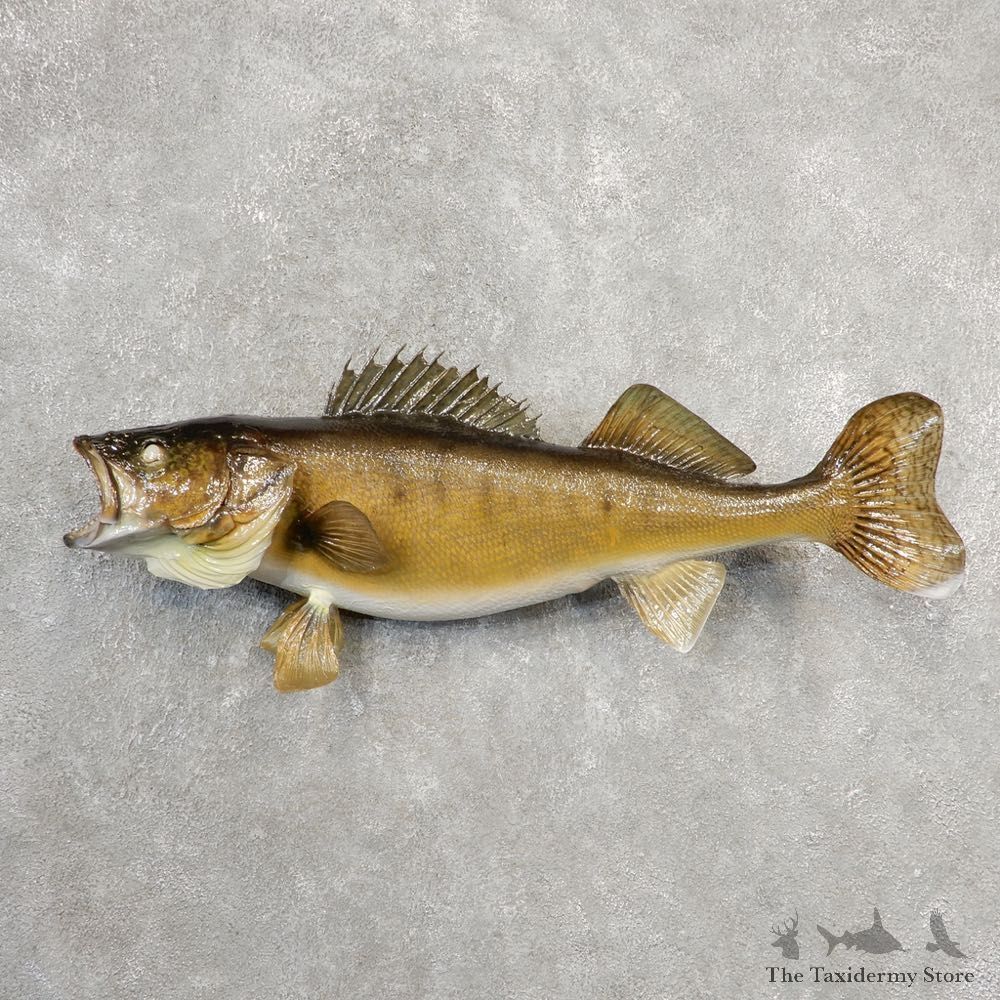 Walleye Taxidermy Fish Mount #21094 For Sale @ The Taxidermy Store