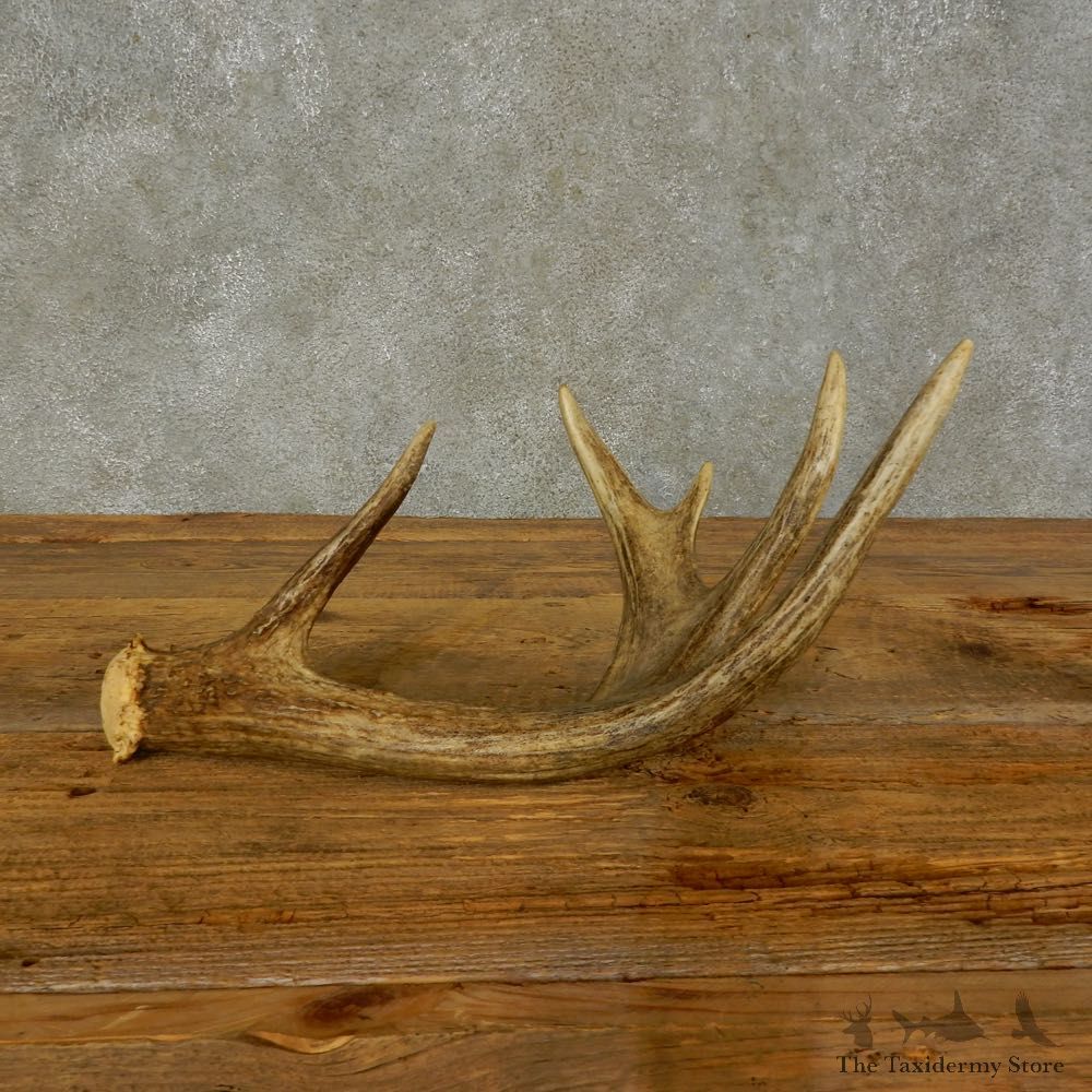 Whitetail Deer Antler Shed For Sale #16430 @ The Taxidermy Store