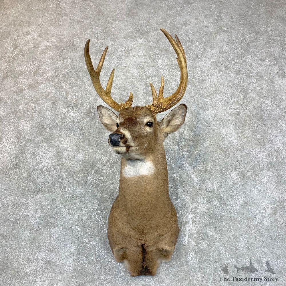 Whitetail Deer Shoulder Mount #23858 For Sale - The Taxidermy Store