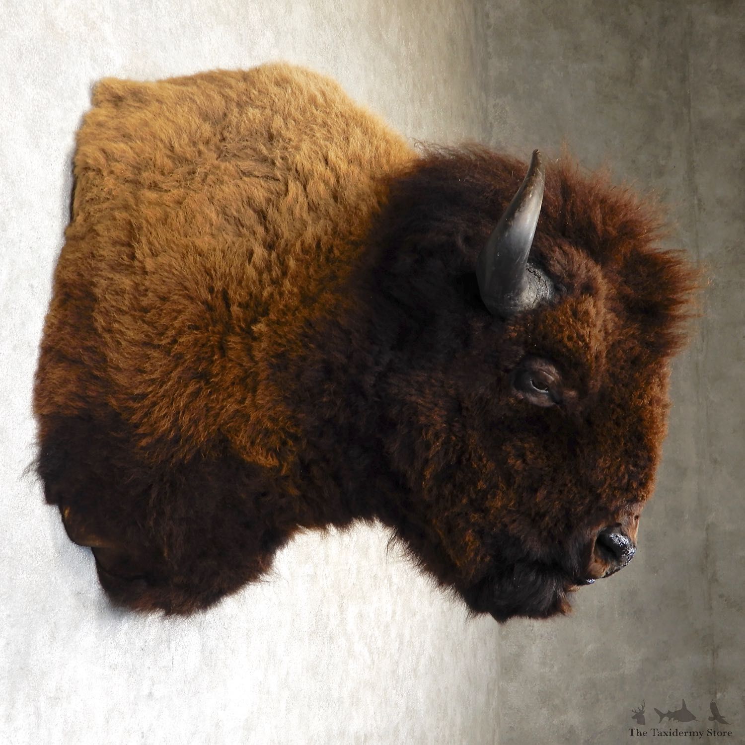 American Buffalo Shoulder Mount For Sale #19294 @ The Taxidermy Store