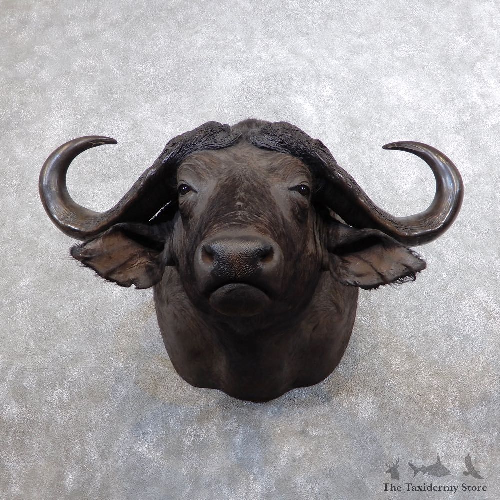 African Cape Buffalo Shoulder Mount For Sale #18642 @ The Taxidermy Store