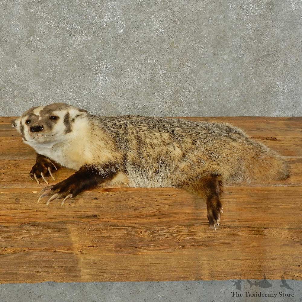 American Badger Life-Size Mount For Sale #16409 @ The Taxidermy Store