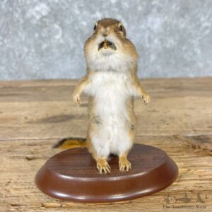 Chipmunk Life-Size Mount For Sale #26685 @ The Taxidermy Store