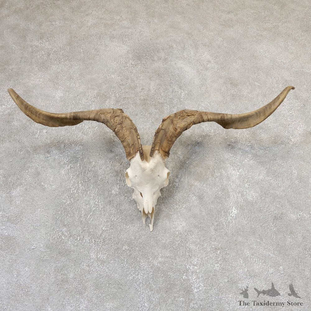 Catalina Goat Skull & Horn European Mount For Sale #19018 @ The Taxidermy Store