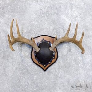 Whitetail Deer Antler Plaque Mount For Sale #18715 @ The Taxidermy Store