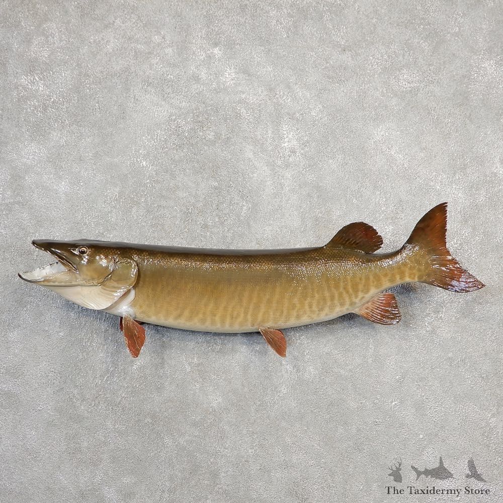 Musky Taxidermy Fish Mount For Sale The Taxidermy Store #21092