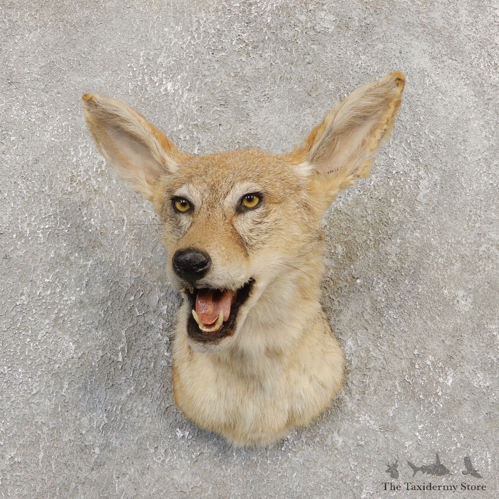 African Black-backed Jackal Mount #20283 For Sale @ The Taxidermy Store