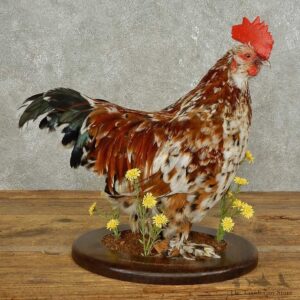 Millie Fleur Chicken Bird Mount For Sale #15886 @ The Taxidermy Store