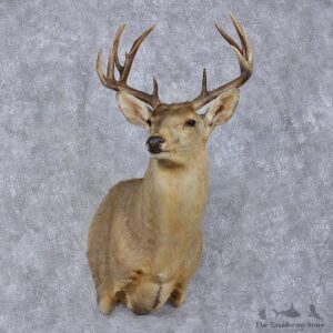 Whitetail Deer Shoulder Taxidermy Head Mount #12501 For Sale @ The Taxidermy Store