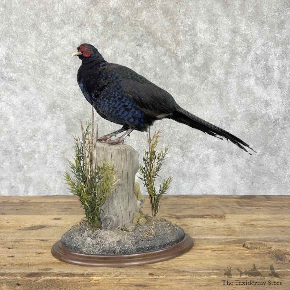 Black Pheasant Bird Mount For Sale #31811 @ The Taxidermy Store
