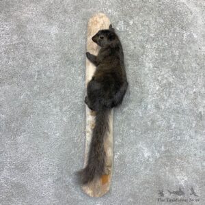 Black Squirrel Life-Size Mount For Sale #22990 @ The Taxidermy Store