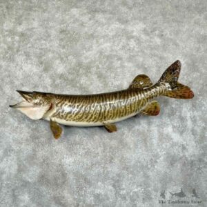Tiger Musky Fish Mount For Sale #30878 @ The Taxidermy Store