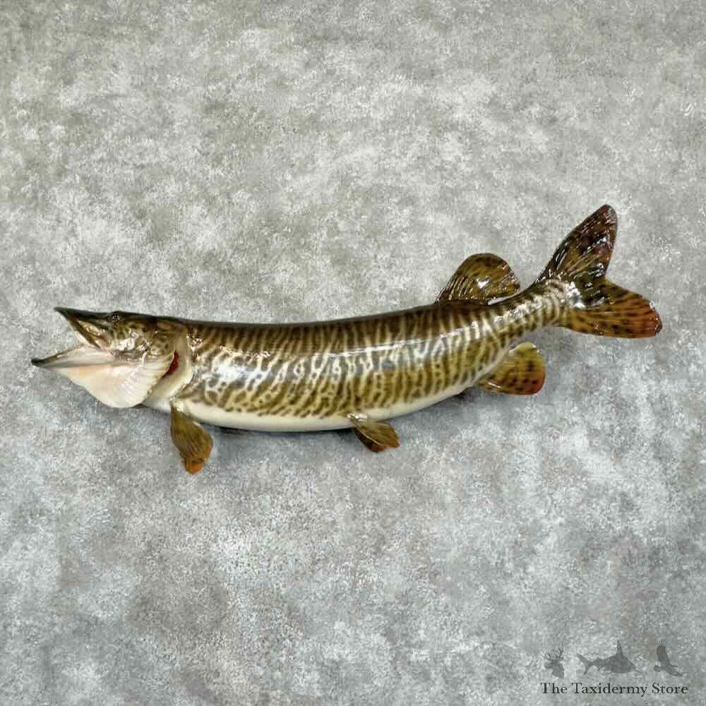 Tiger Musky Fish Mount For Sale #30878 @ The Taxidermy Store