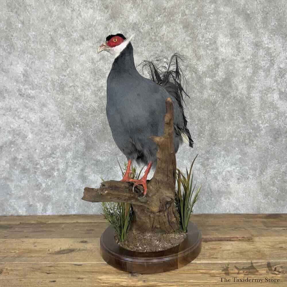 Blue-Eared Pheasant Bird Mount For Sale #32282 @ The Taxidermy Store