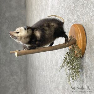 Black Opossum Mount For Sale #24795 @ The Taxidermy Store