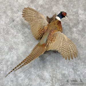 Ringneck Pheasant Bird Mount For Sale #30161 @ The Taxidermy Store