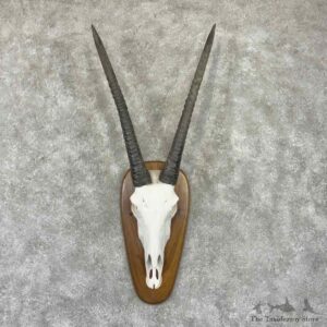 Gemsbok Skull European Mount For Sale #32319 @ The Taxidermy Store
