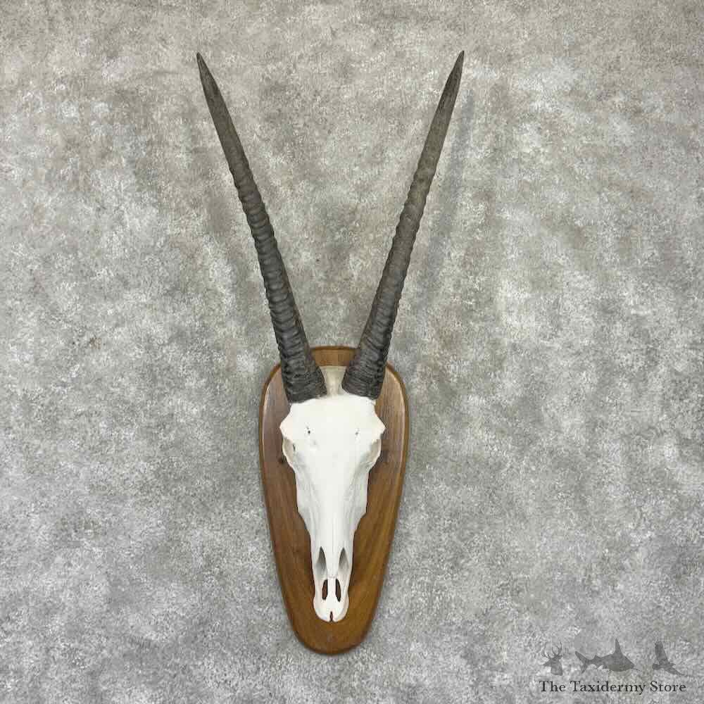 Gemsbok Skull European Mount For Sale #32319 @ The Taxidermy Store