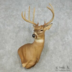 Whitetail Deer Taxidermy Shoulder Mount For Sale #14126 @ The Taxidermy Store